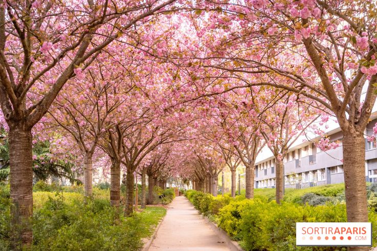La Mail de Bièvre et ses cerisiers en fleurs, le spot Hanami caché à Paris