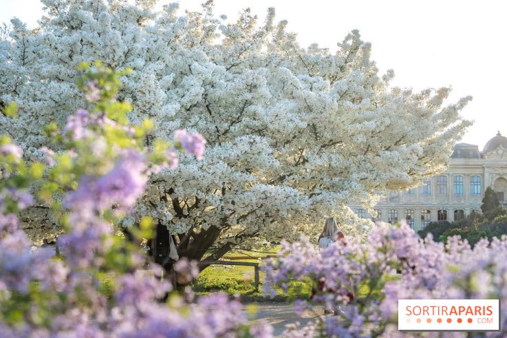 Le cerisier du Japon 'Shirotae' du Jardin des Plantes : l'arbre remarquable au blanc éclatant en fleurs