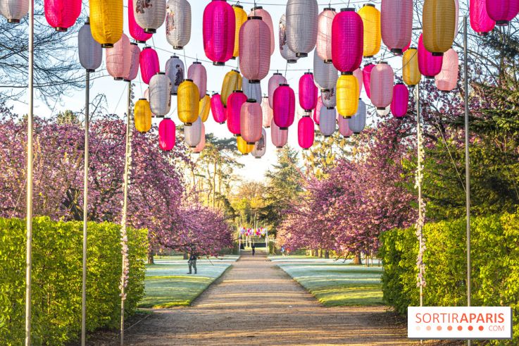 Hanami au Parc de Sceaux 2022, la fête des cerisiers en fleurs