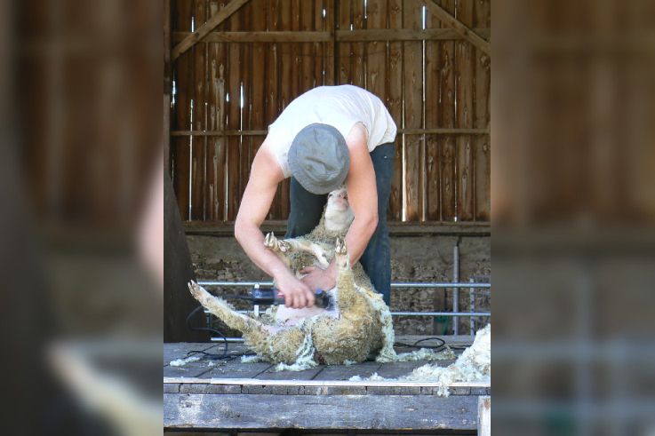 Week-end Tonte des moutons à la Bergerie Nationale