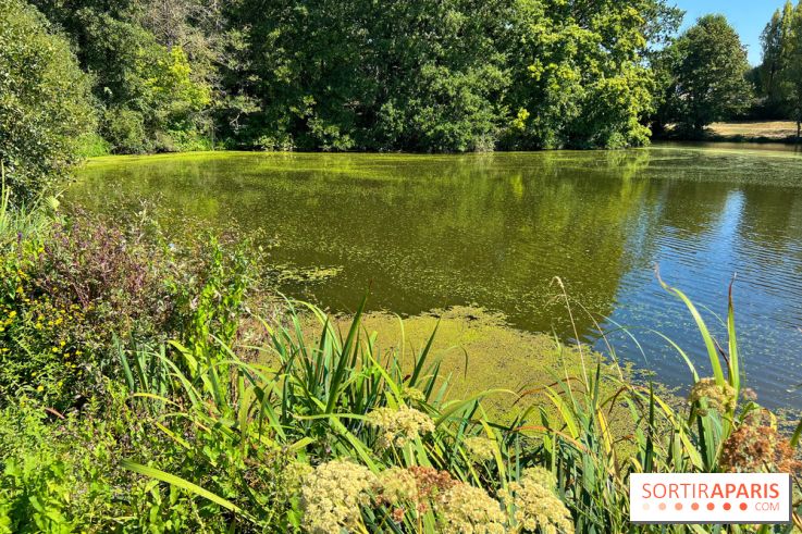 Les cyanobactéries prolifèrent en Ile-de-France, attention aux chiens et à la pêche