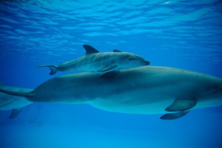 Naissance d'un petit dauphin au Parc Astérix