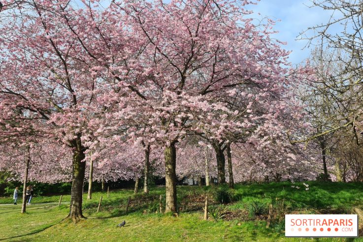 Où voir des cerisiers en fleurs à Paris et en Île-de-France : nos spots coup de cœur !