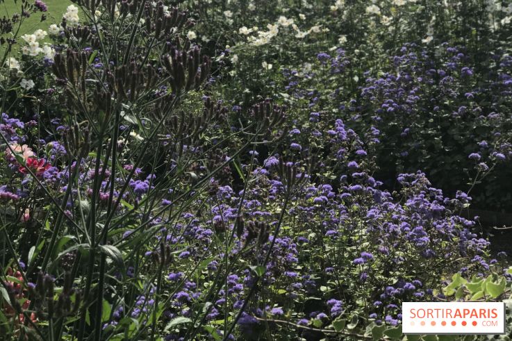Distribution gratuite de 50.000 sachets de graines à Paris !