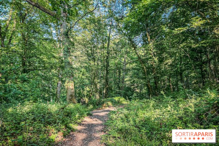 Les Nuits des Forêts 2023 dans le Val-d'Oise (95) : Le programme