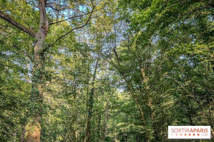 Les Nuits des Forêts 2023 en Seine-Saint-Denis (93) : Le programme