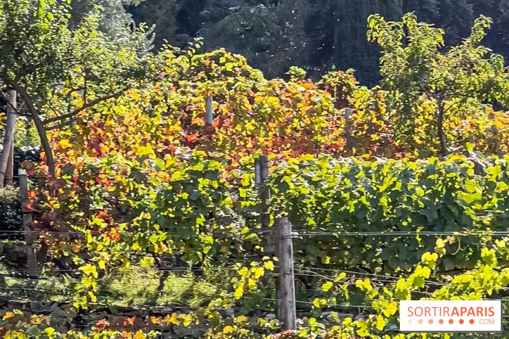 La Fête de la vigne à Suresnes 