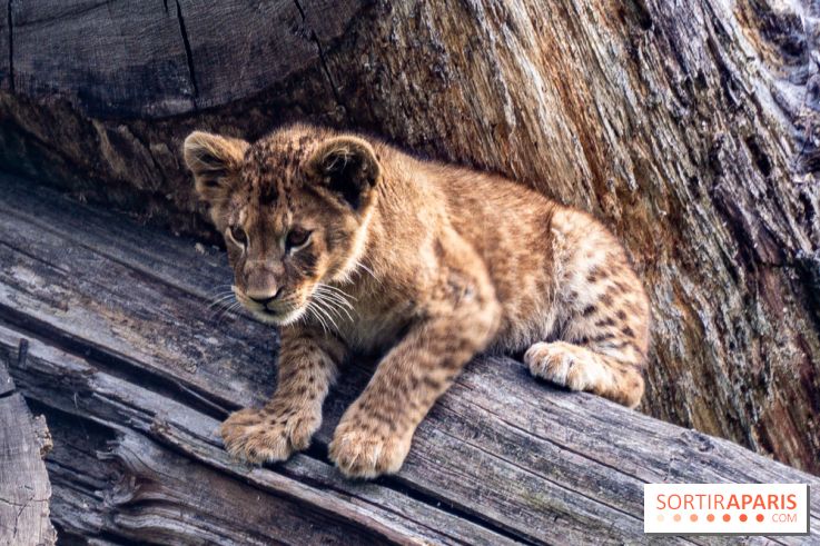 Zoo Safari de Thoiry : les nouveautés à découvrir