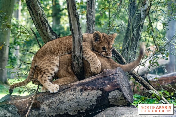 Carnet rose au Zoo de Thoiry (78) : deux bébés lionnes pointent le bout de leur nez