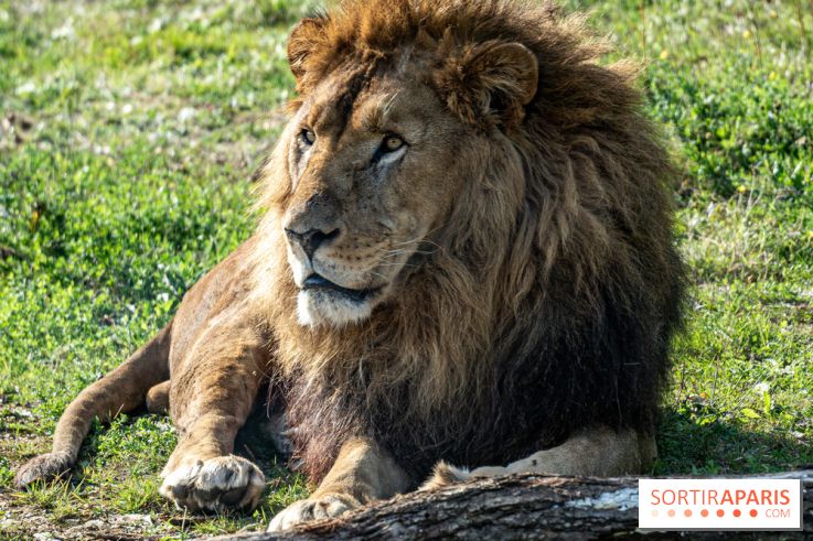 Halloween aux Parcs Zoologiques de Lumigny : Une Aventure Mystérieuse vous attend !
