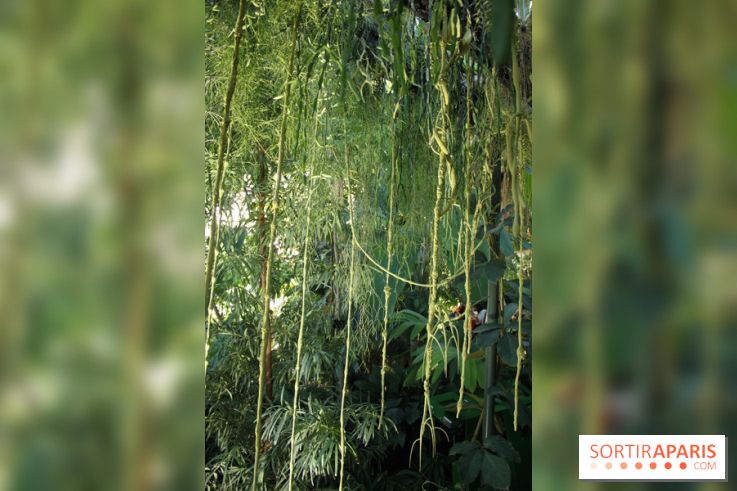 Noces Végétales au Jardin des Plantes : la traversée végétale