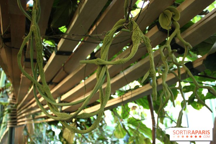 Noces Végétales au Jardin des Plantes: la traversée végétale