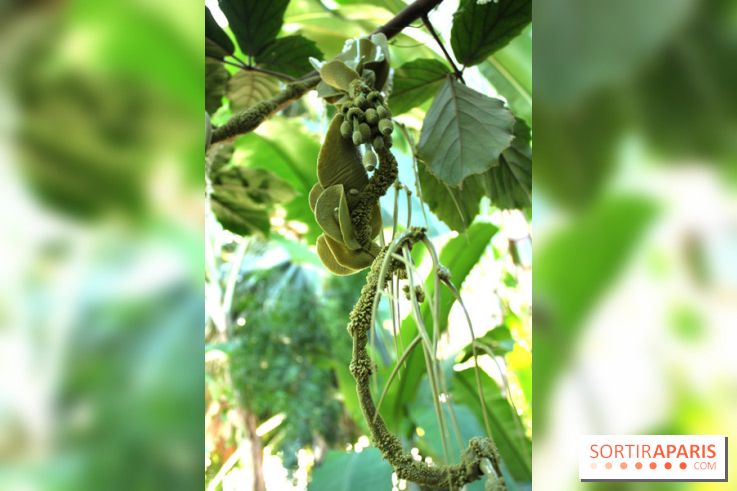 Noces Végétales au Jardin des Plantes