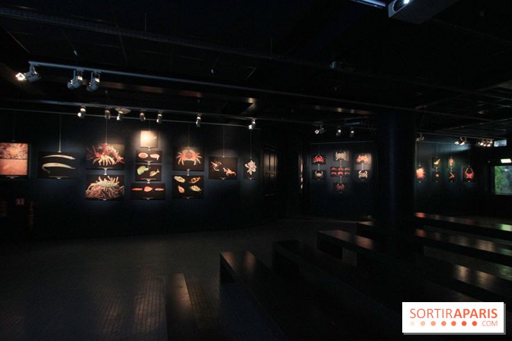 Exposition coquillages et crustacés à l'aquarium de la Porte Dorée