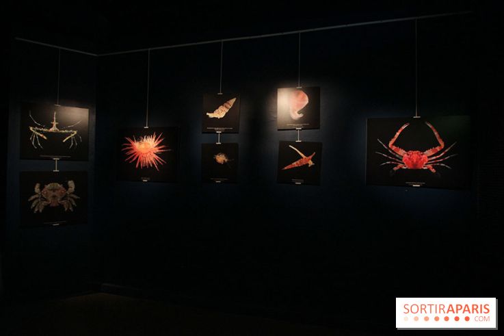 Exposition coquillages et crustacés à l'aquarium de la Porte Dorée