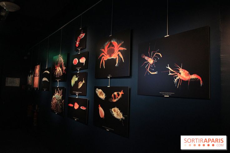 Exposition coquillages et crustacés à l'aquarium de la Porte Dorée