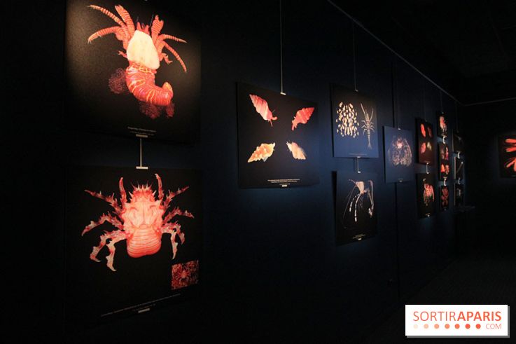 Exposition coquillages et crustacés à l'aquarium de la Porte Dorée