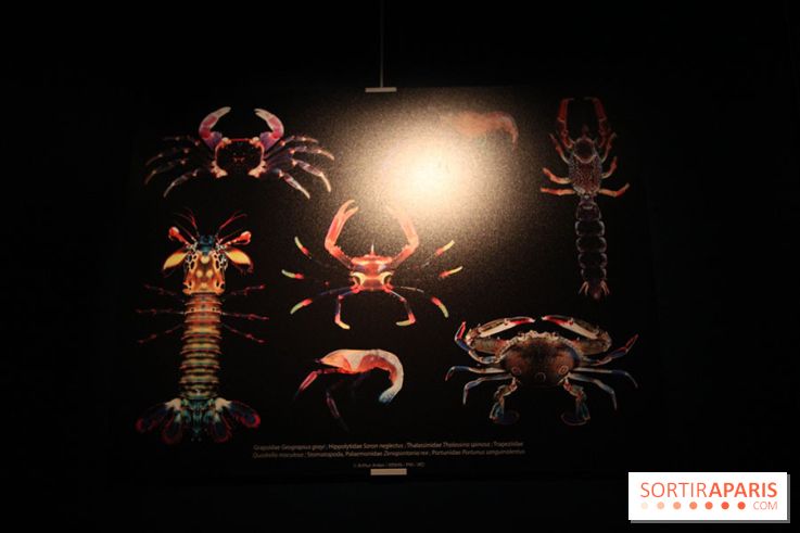 Exposition coquillages et crustacés à l'aquarium de la Porte Dorée
