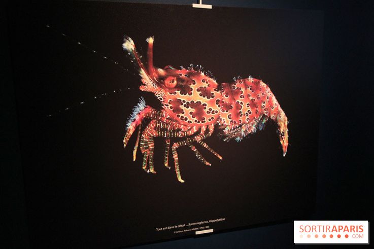 Exposition coquillages et crustacés à l'aquarium de la Porte Dorée
