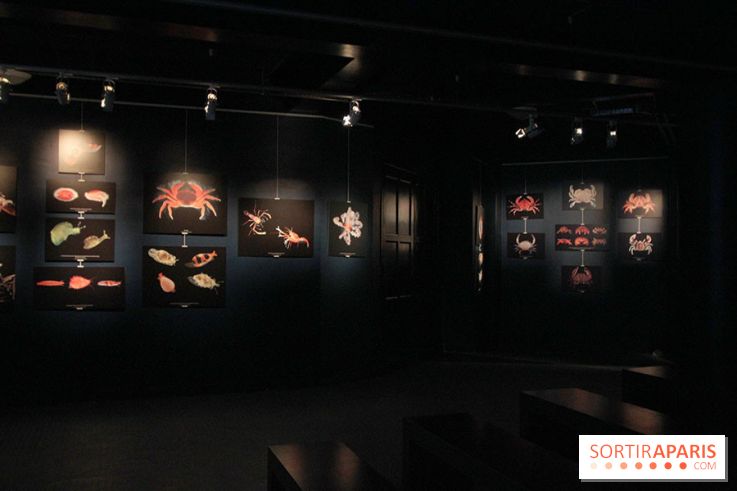 Exposition coquillages et crustacés à l'aquarium de la Porte Dorée