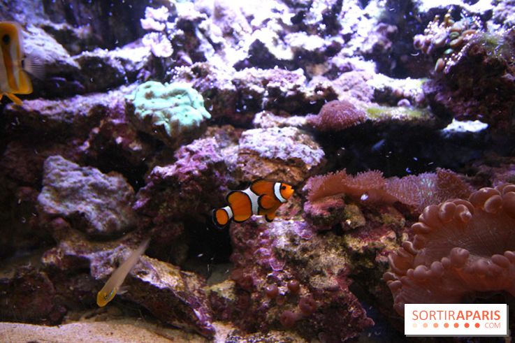 Aquarium de la Porte Dorée à Paris