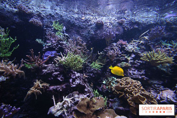 Aquarium de la Porte Dorée à Paris