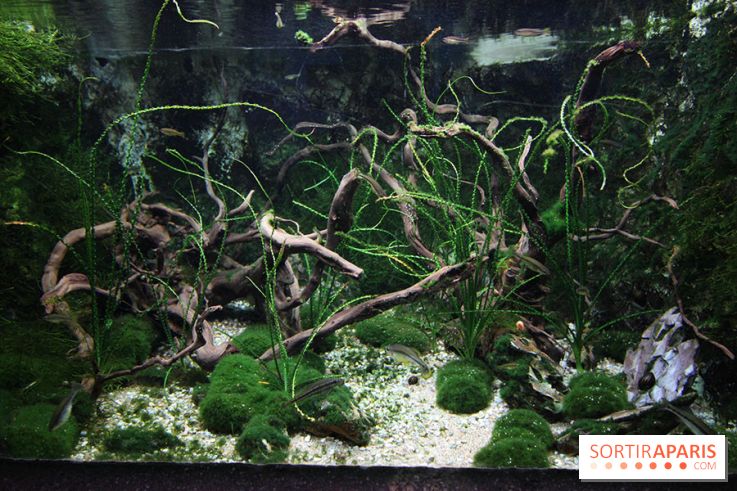 Aquarium de la Porte Dorée à Paris