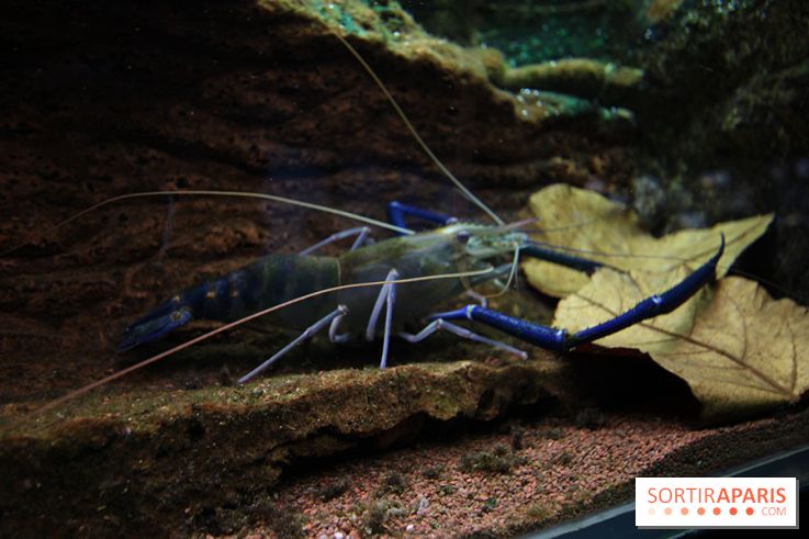 Aquarium de la Porte Dorée à Paris