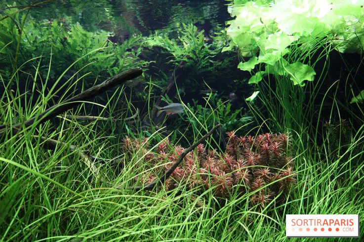 Aquarium de la Porte Dorée à Paris
