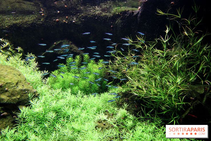 Aquarium de la Porte Dorée à Paris