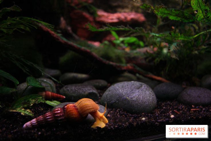 Aquarium de la Porte Dorée à Paris