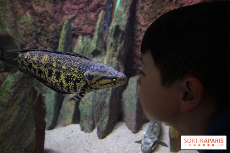 Aquarium de la Porte Dorée à Paris
