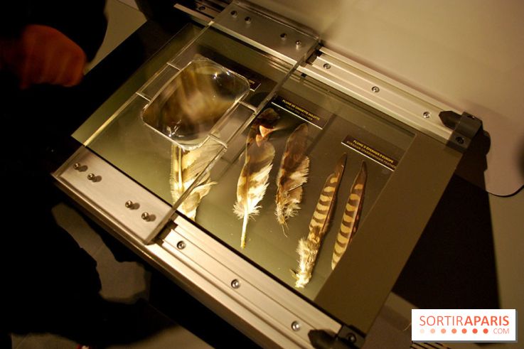 Exposition Nuit au Muséum Natinaol d'Histoire Naturelle