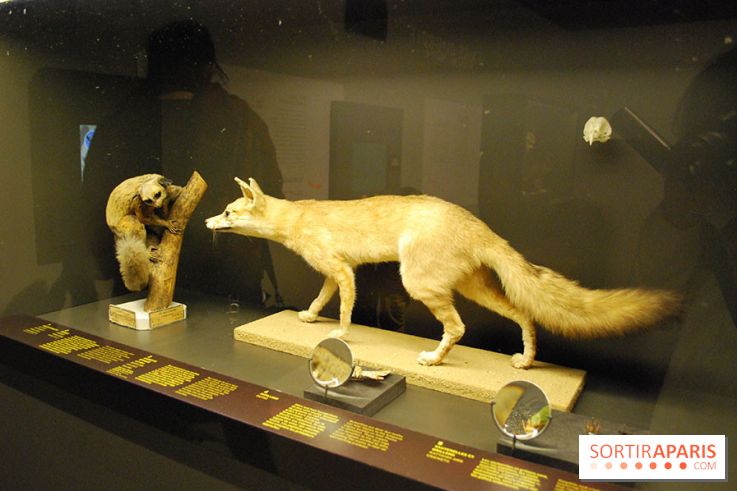 Exposition Nuit au Muséum Natinaol d'Histoire Naturelle