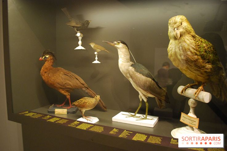 Exposition Nuit au Muséum Natinaol d'Histoire Naturelle