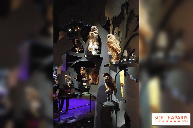 Exposition Nuit au Muséum Natinaol d'Histoire Naturelle