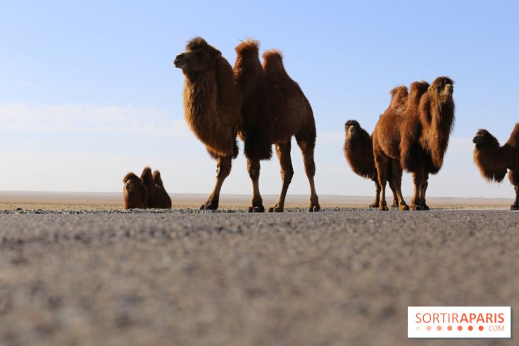Année mondiale des Camélidés : une parade de dromadaires, chameaux et lamas à Paris