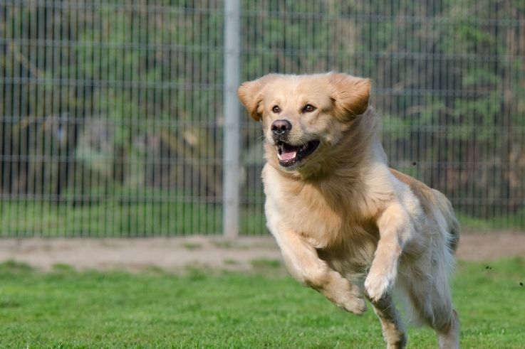 SPA : le refuge historique de Gennevilliers déménage 