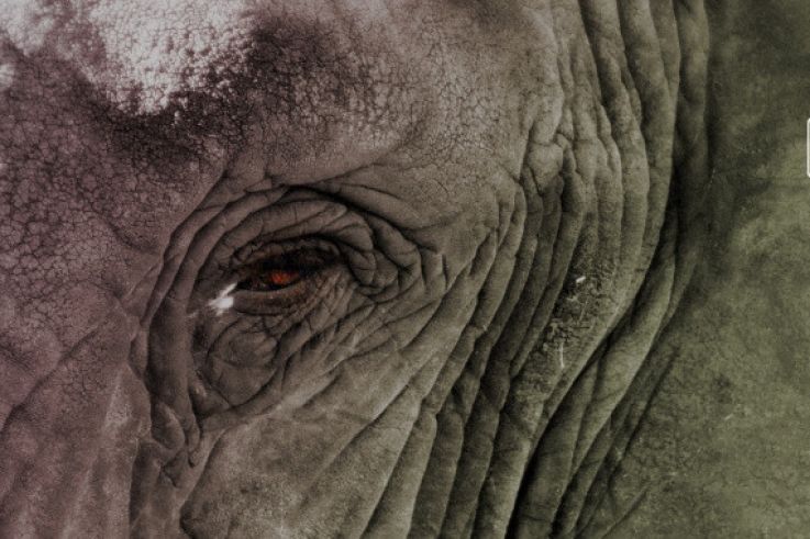 Daniel Steinberg au Zig Zag Club