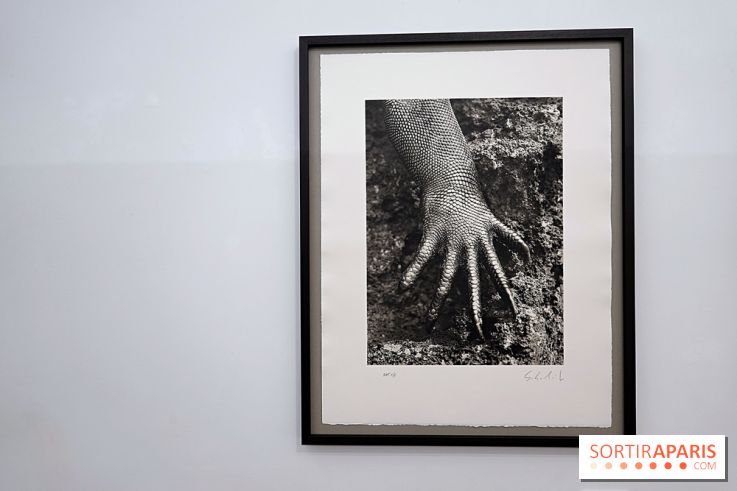 Sebastiao Salgado　セバスティアン・サルガード セバスチャン・サルガド【The Scent of a Dream - Travels in