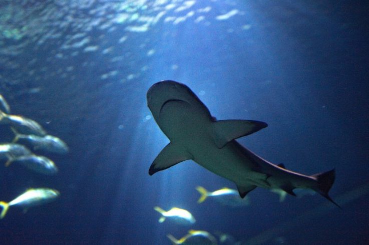 L'Aquarium de Paris délocalise ses bassins au Renaissance Le Parc Trocadéro