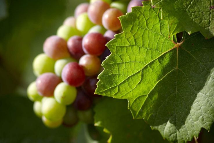 La Fête des Vendanges de Paris