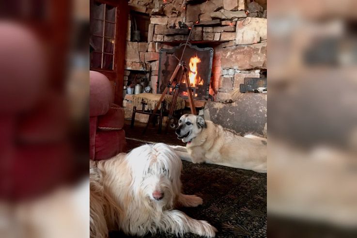 Coronavirus : Neil Young annonce des concerts en live streaming à voir en confinement