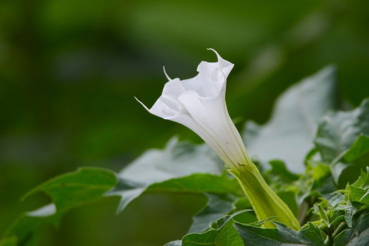 Intoxication dans un jardin potager : l'Anses alerte sur les dangers de la plante datura