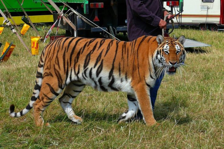 Bien-être animal : vers la fin des fauves dans les cirques et des delphinariums en France ?