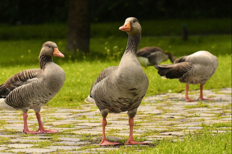Grippe aviaire : un élevage de canards contaminé dans les Landes