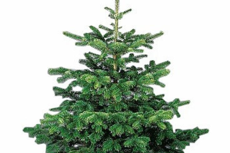 Florajet lance le "Troc à Sapin"