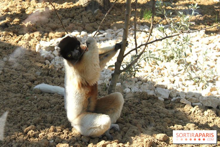 Zoo de Vincennes, Parc Zoologique de Paris