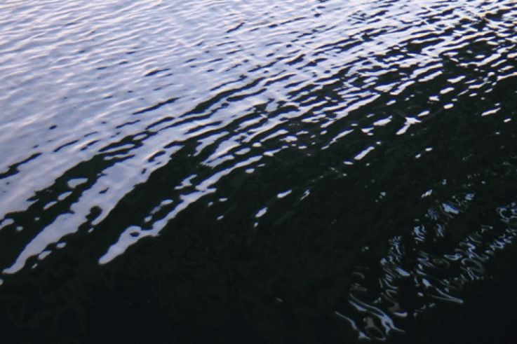 Céleste Boursier-Mougenot au Palais de Tokyo : l'expérience de l'été