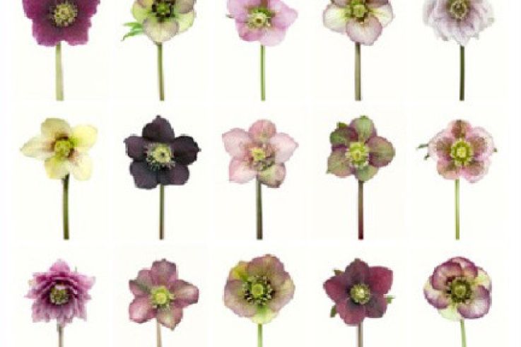 Jardins en Fête, l'exposition chez Jardins en art
